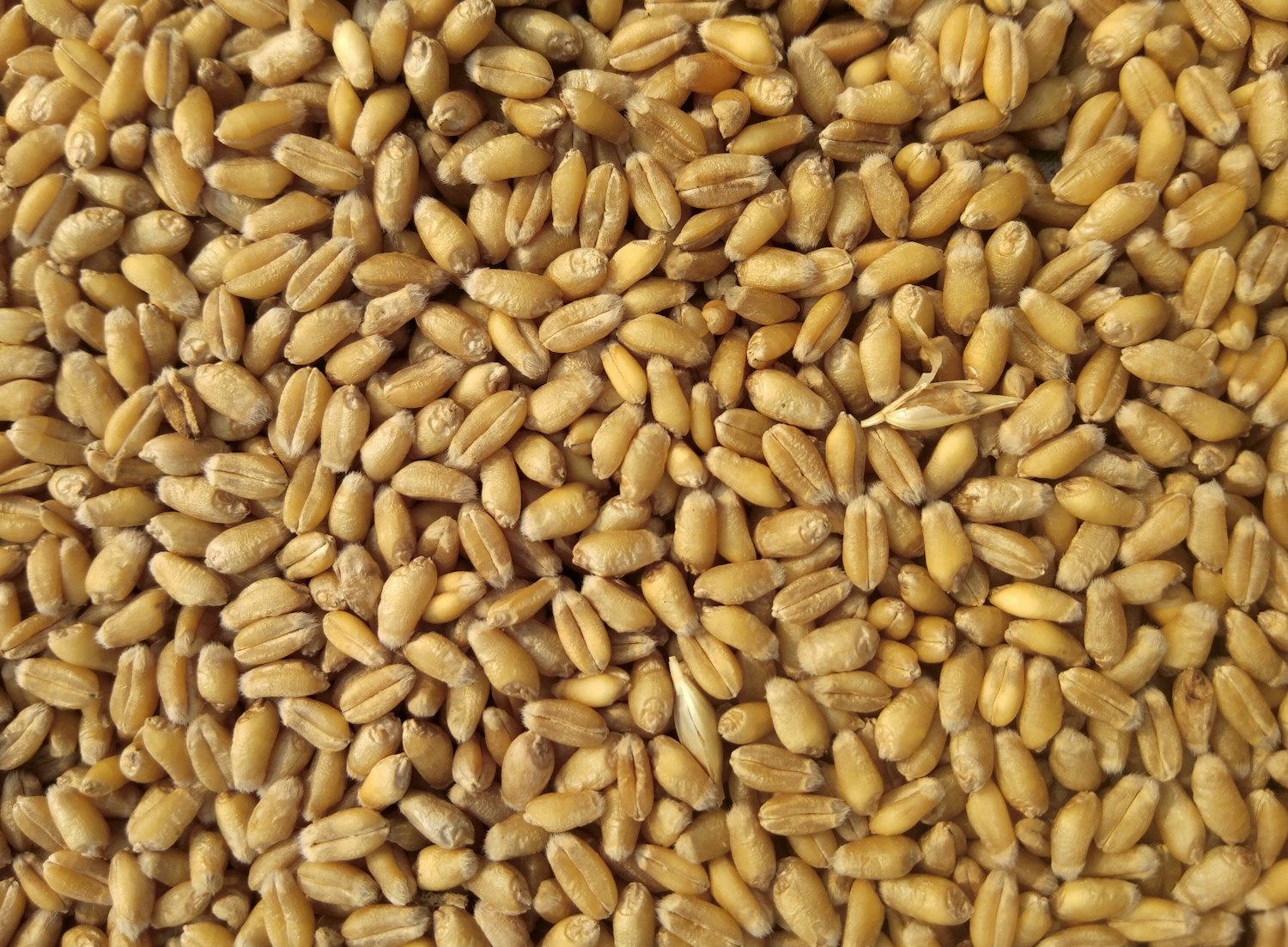 Golden wheat grains